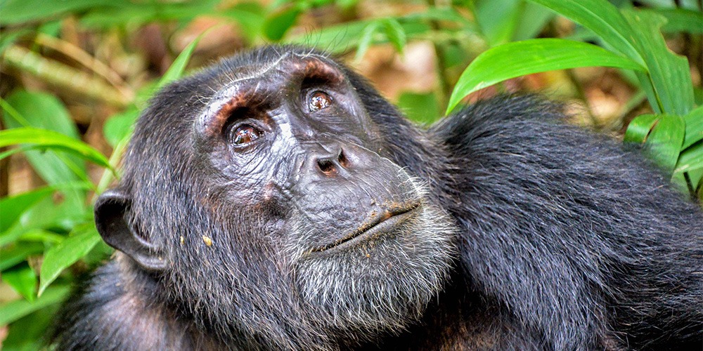 Chimpanzee Trekking in Nyungwe Forest National Park