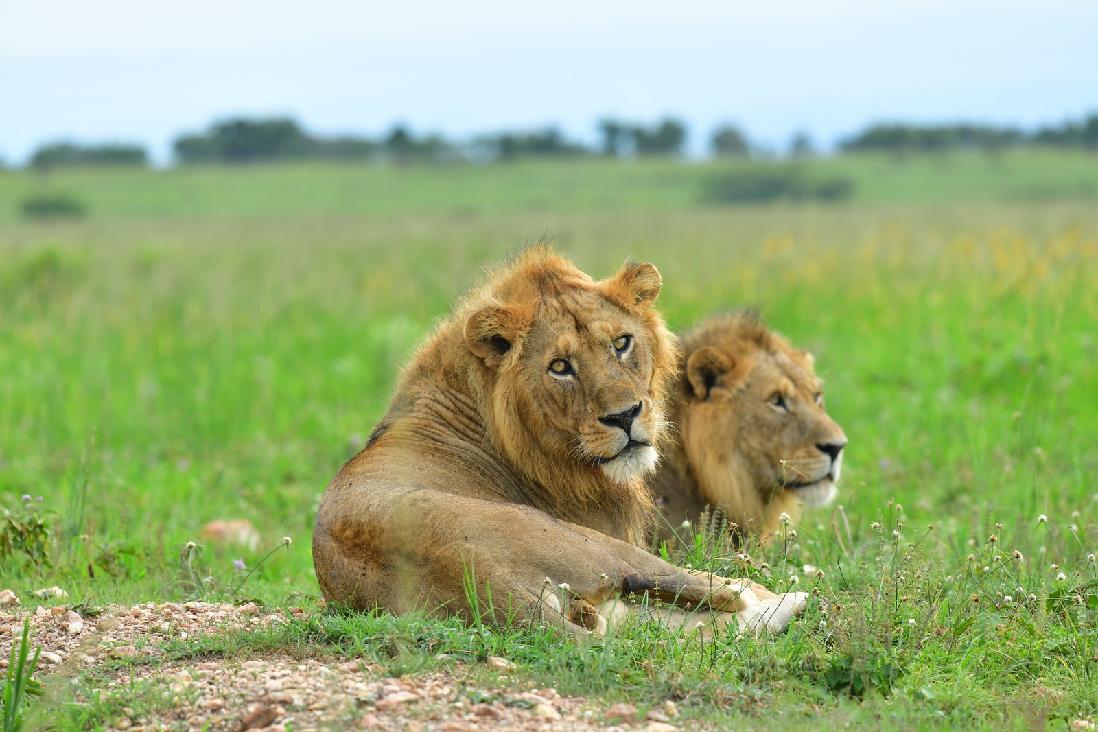 Lions in Tsavo National park