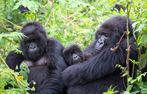 Mountain Gorillas in Bwindi
