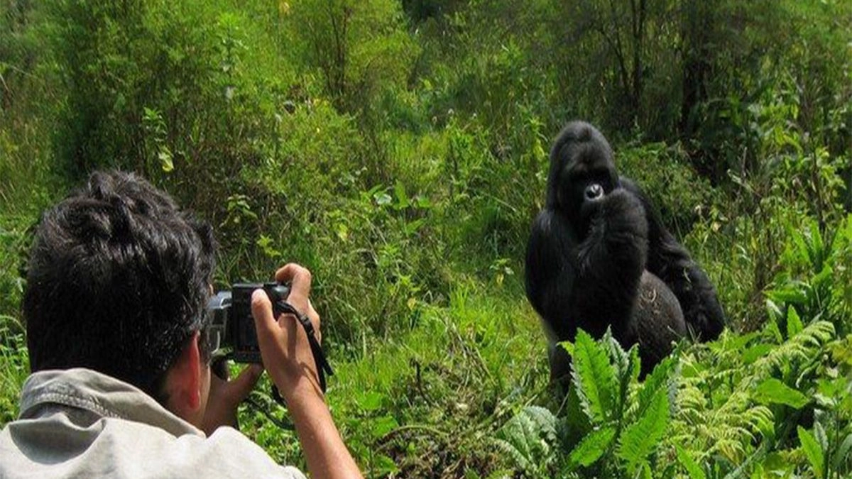 Gorilla Trekking safaris
