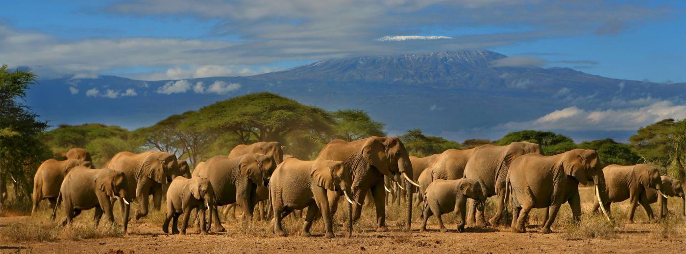 Amboseli National Park.