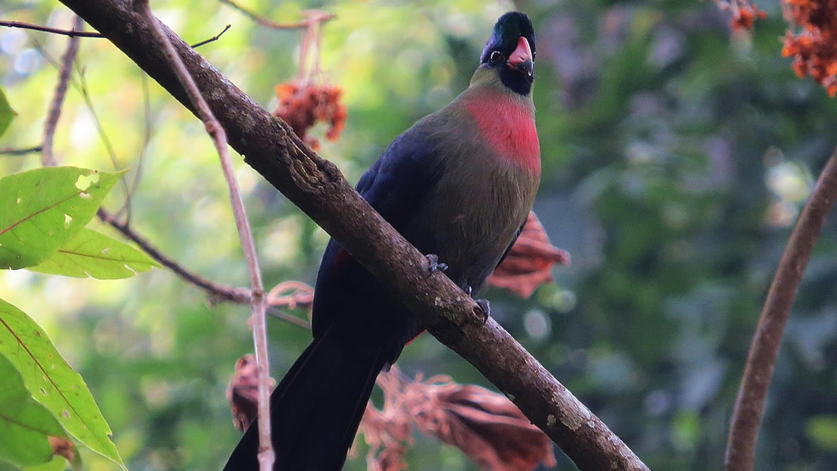 Birding in Rwenzori Mountains