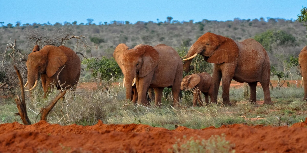 Elephants at Tsavo East National Park