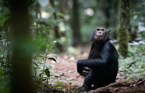 chimpanzee trekking in Uganda