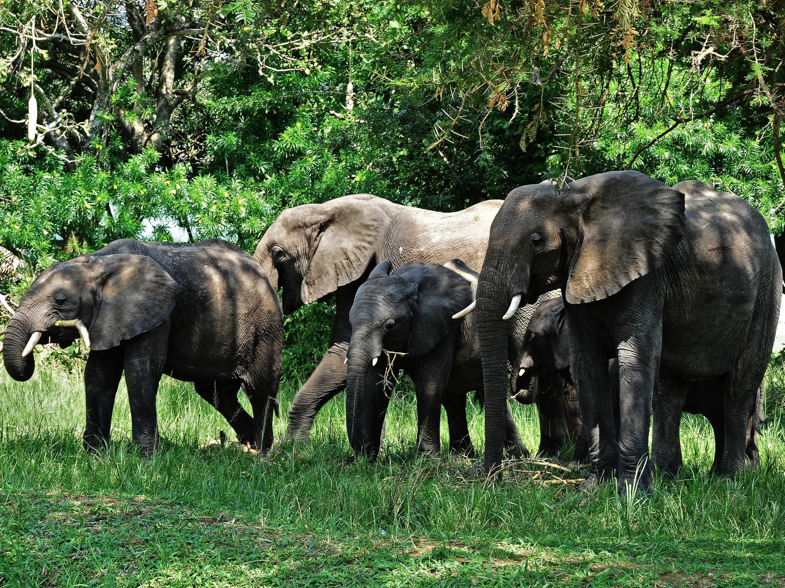 forest elephants in Rwenzori Mountains