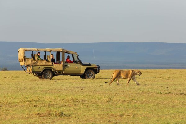 game drive in Maasai Mara national reserve