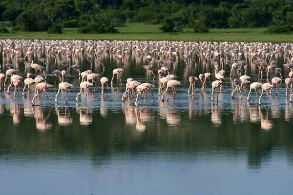 Flamingos in Uganda