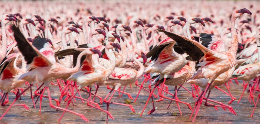 Flamingos in Uganda