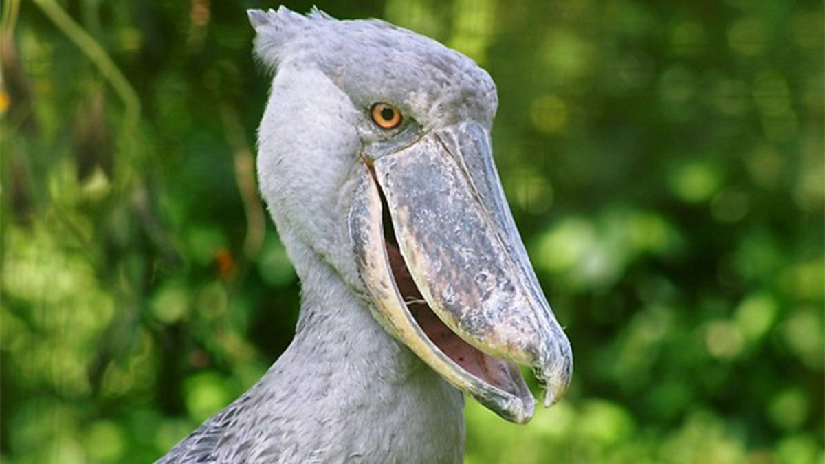 the Shoebill stork